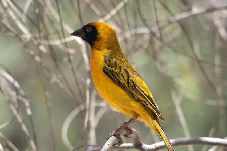 Tisserin à tête rousse (Ploceus velatus)