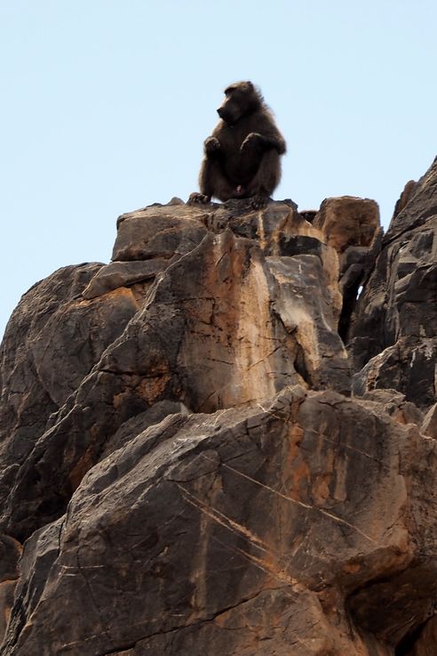 Babouin chacma (Papio ursinus)