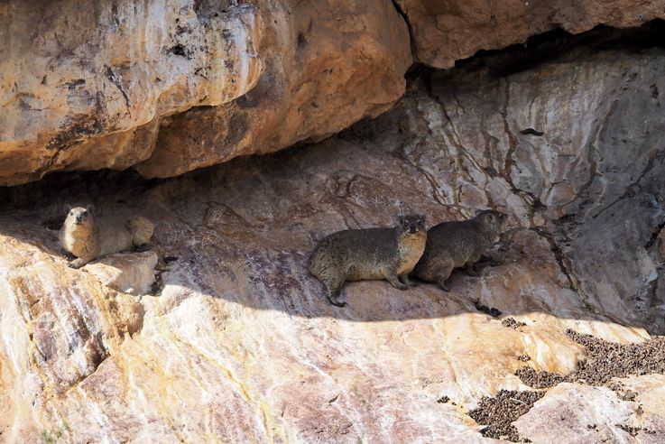 Daman du cap (Procavia capensis)