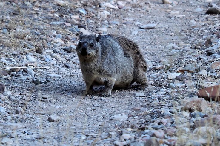 Daman du cap (Procavia capensis)
