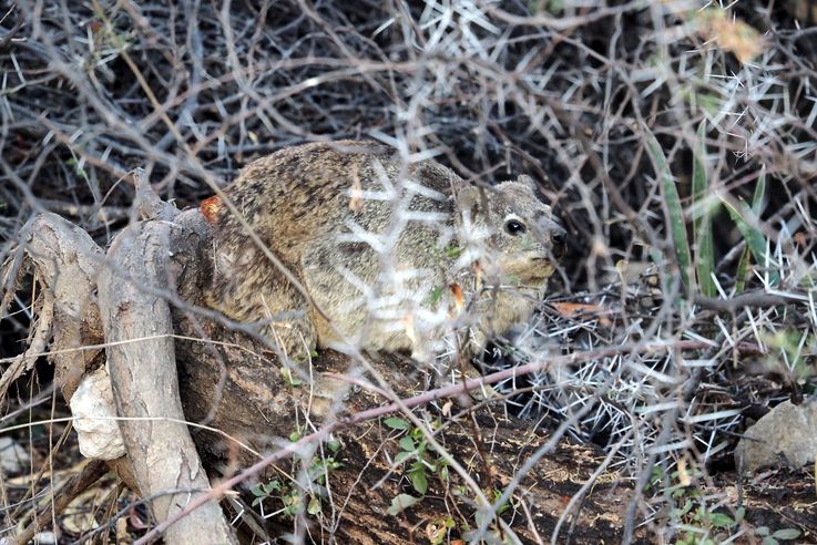 Daman du cap (Procavia capensis)