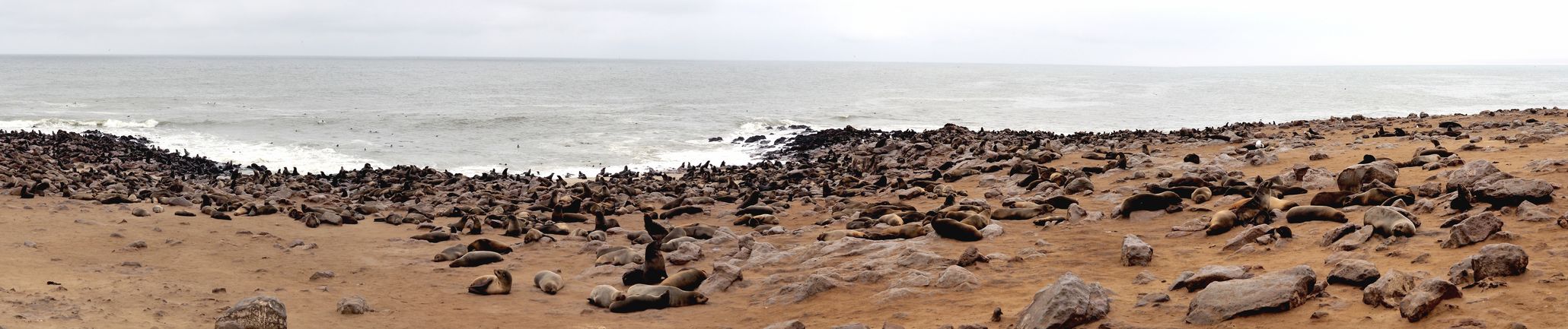 Fur seal (Arctocephalus pusillus)