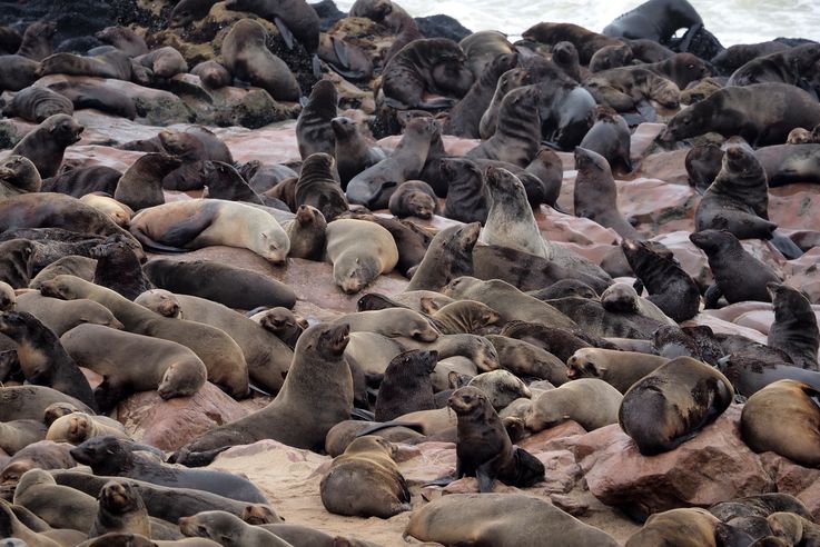 Fur seals (Arctocephalus pusillus)