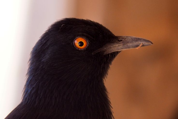 Drongo brillant (Dicrurus adsimilis)