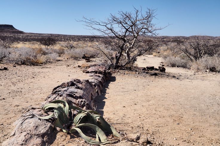 Petrified forest