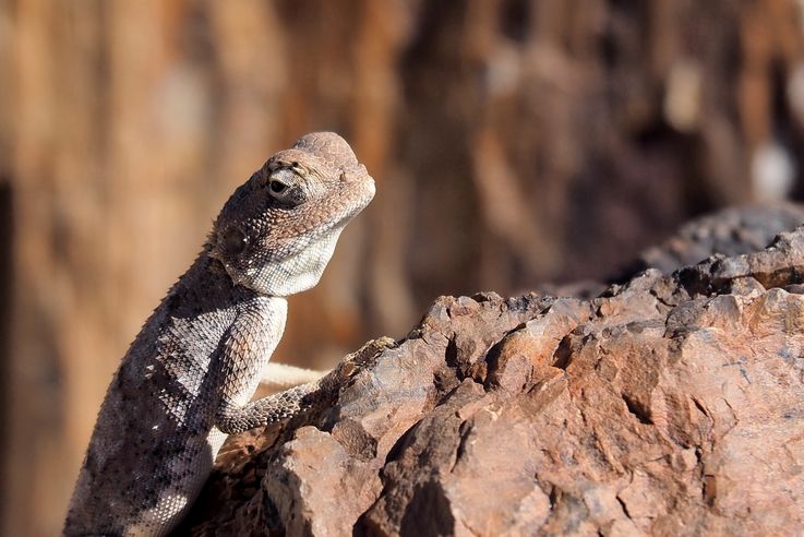 Agama aculeata. Petrified forest.
