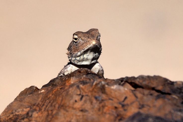 Agama aculeata - Petrified forest