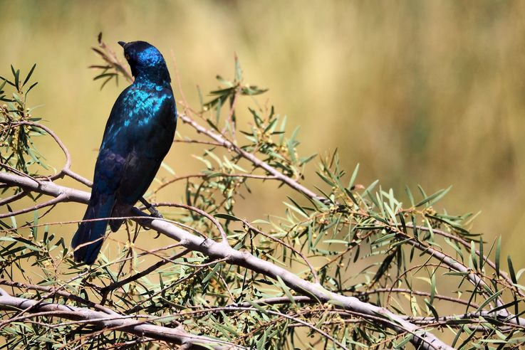 Estornino de hombros rojos (Lamprotornis nitens)