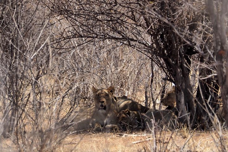 León (Panthera leo)
