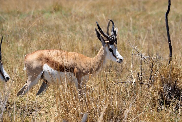 Springbok (Antidorcas marsupialis)
