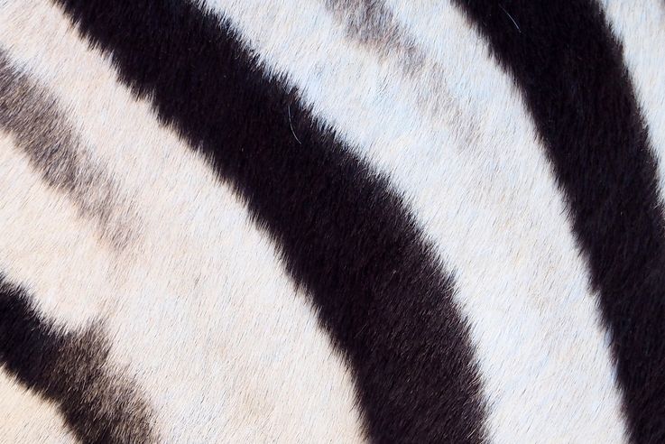 Zèbre (Equus zebra)