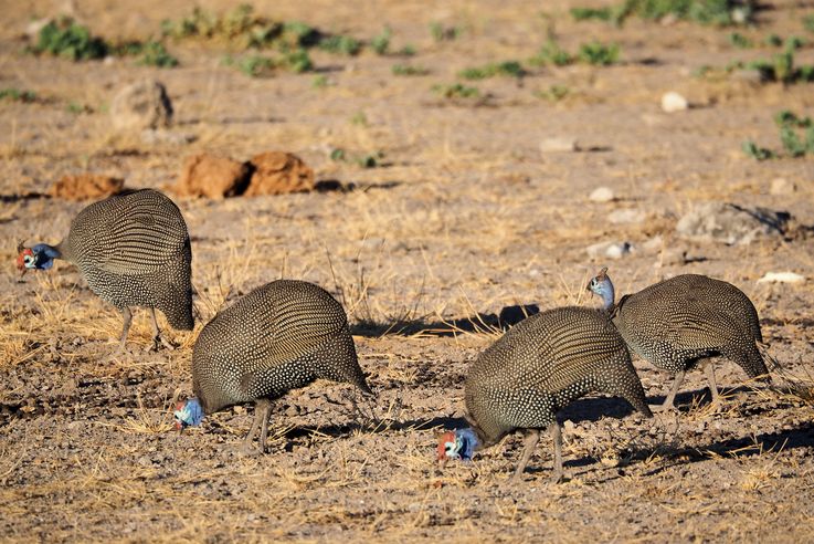 Pintade de Numidie (Numida meleagris)