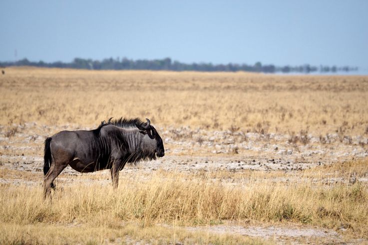Gnou bleu à queue noire (Connochaetes taurinus)