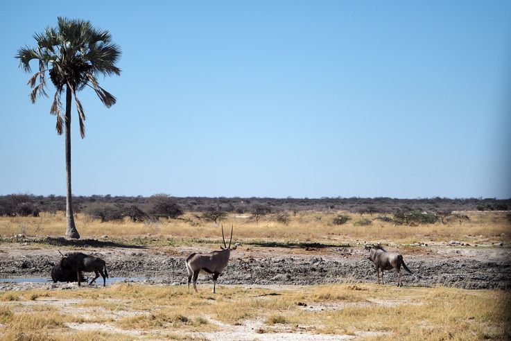 Etosha