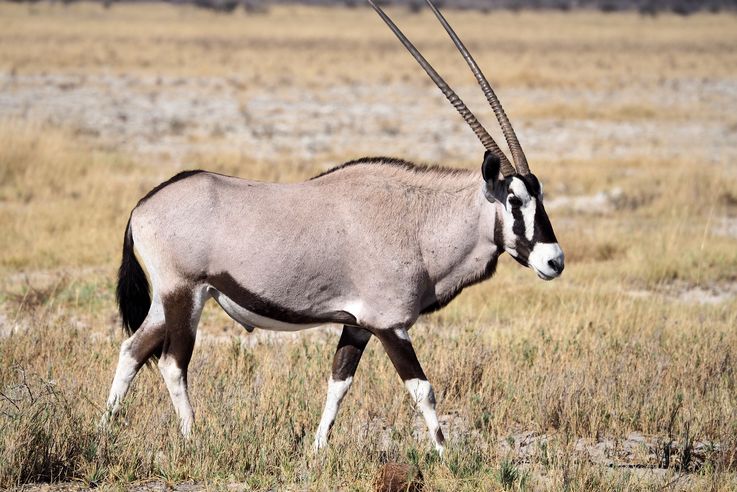 Gemsbok (Oryx gazella)