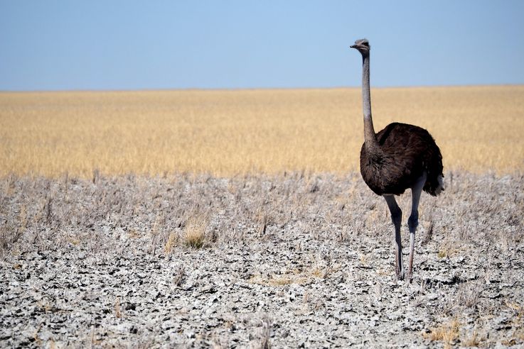 L'autruche d'Afrique (Struthio camelus)