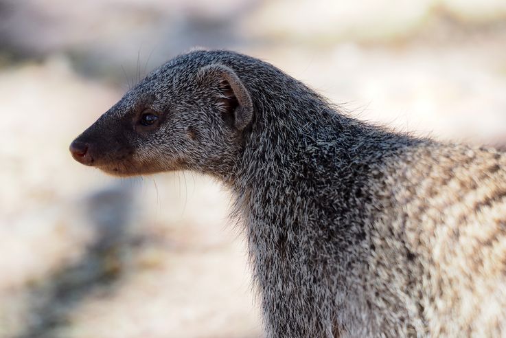 Mangouste rayée (Mungos mungo)