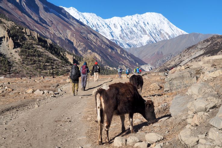 Trek Tour des Annapurnas