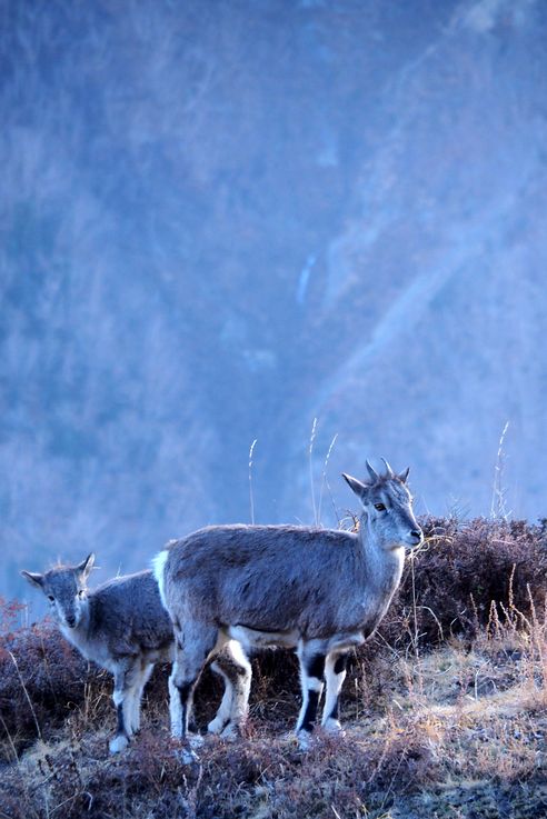 Grand bharal (Pseudois nayaur). Trek des Annapurnas.