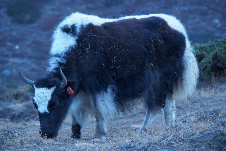 Yak au village de Upper Koche