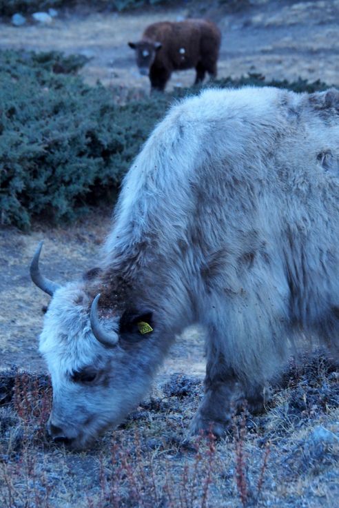 Yak au village de Upper Koche