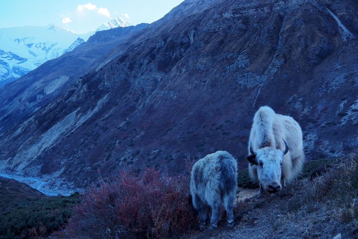Yaks au village de Upper Koche