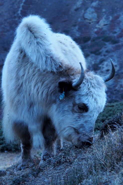 Yak au village de Upper Koche
