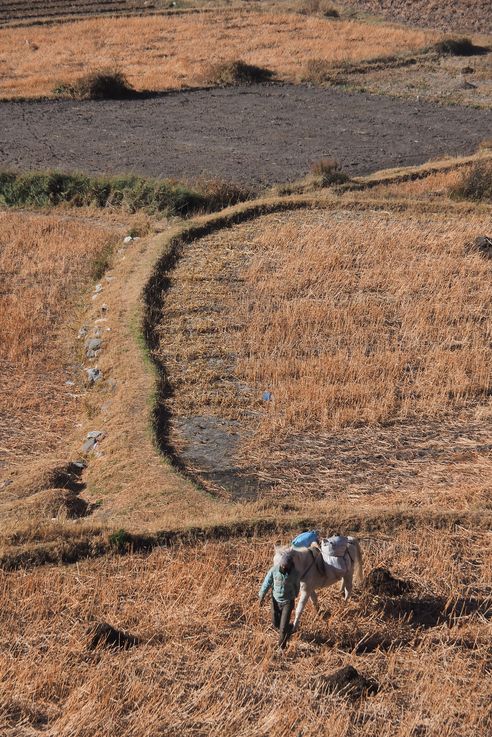 Field work in Kagbeni