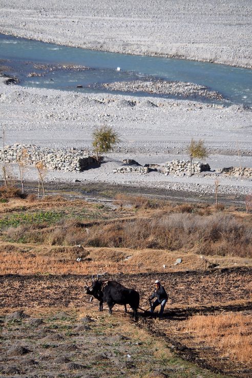 Field work in Kagbeni