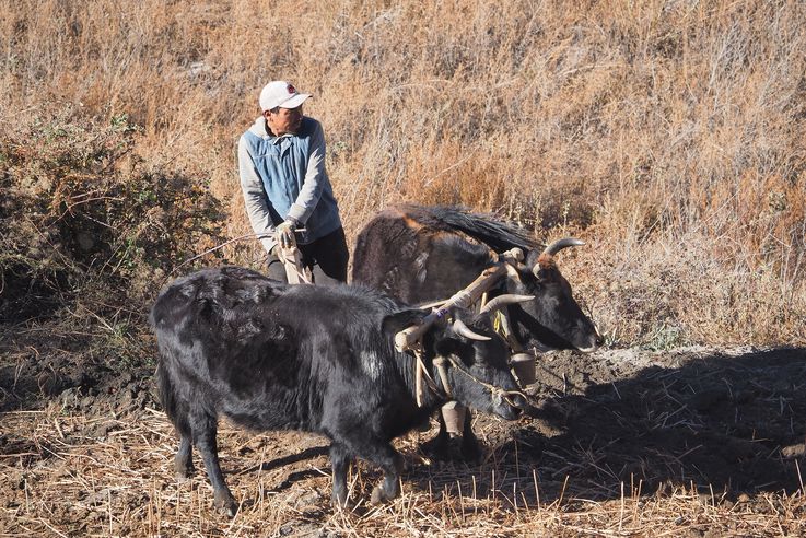 Field work in Kagbeni