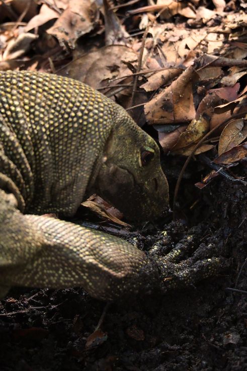 Malayan monitor lizard, Tanglin district.