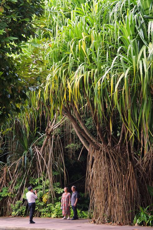 Pandanus amaryllifolius at Tanglin Healing Garden.