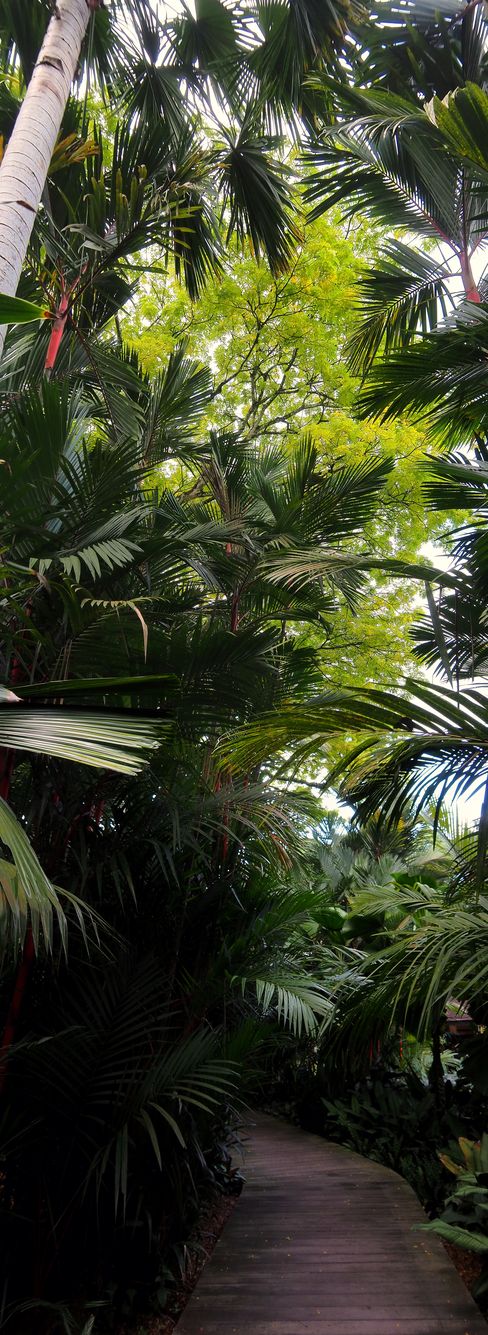 Red sealing wax palms (Cyrtostachys renda) in the Tanglin Botanic Gardens.
