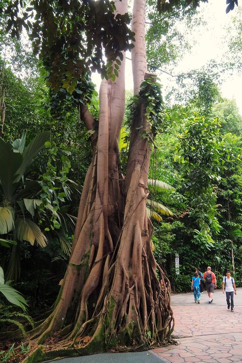 Strangler fig in the Tanglin Rainforest.