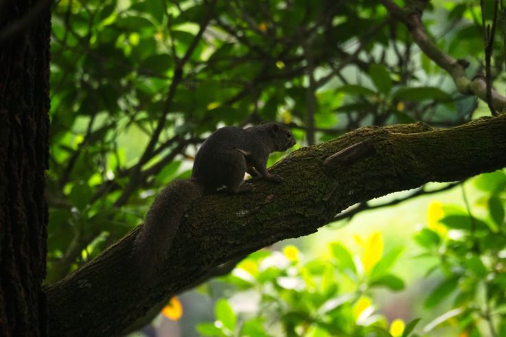 Plantain squirrel (Callosciurus notatus) in Tanglin Forest.