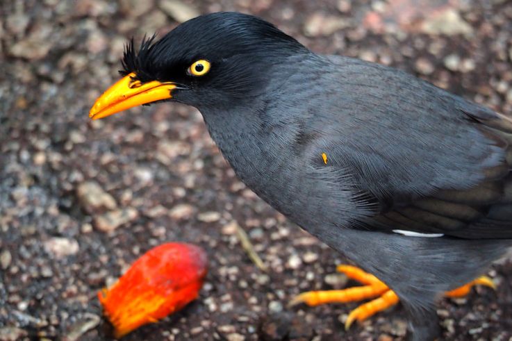 Javan myna in Tanglin Orchid Garden.