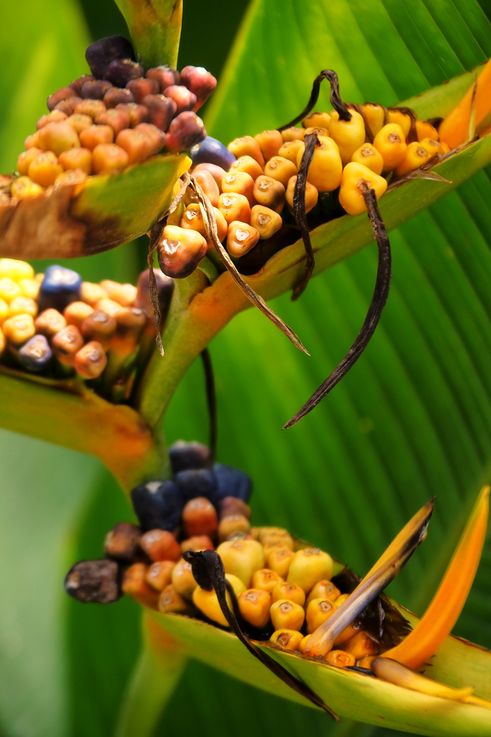 Fruits of Heliconia psittacorum at Tanglin Orchid Garden.