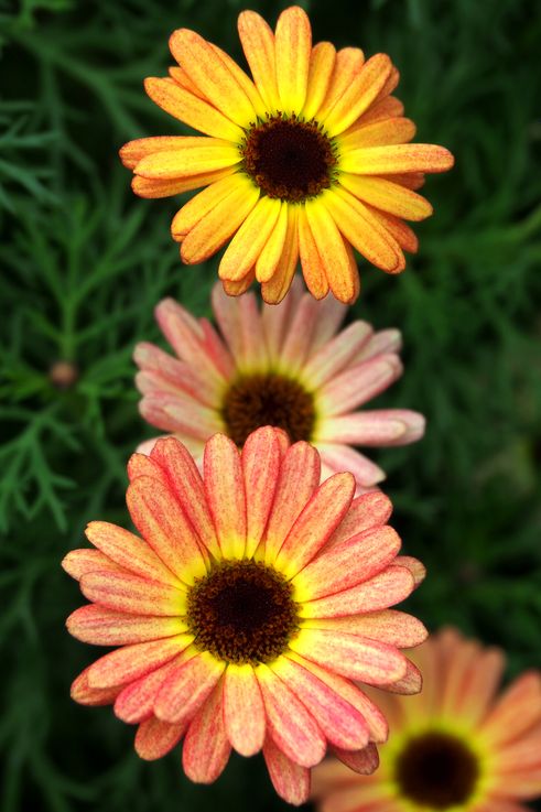 Multicolor gerberas in Marina South.