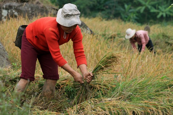En los arrozales del valle de Mai Chau