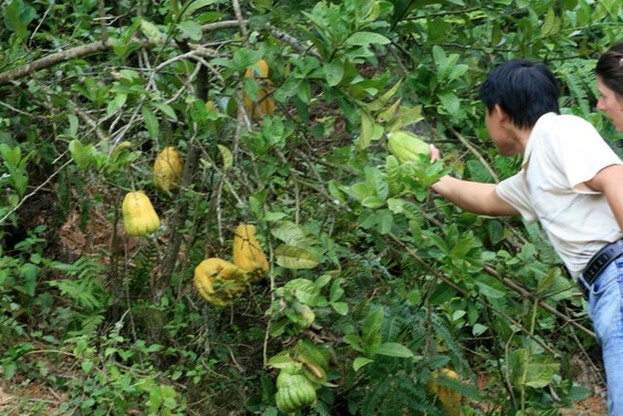En el valle de Mai Chau