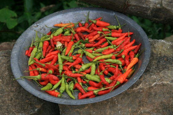 Piments, dans la vallée de Mai Chau.