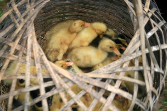 Regreso del mercado en el valle de Mai Chau