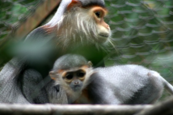 Monkeys in the Endangered Primate Rescue Center