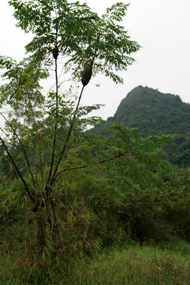 Parc de Cat Ba