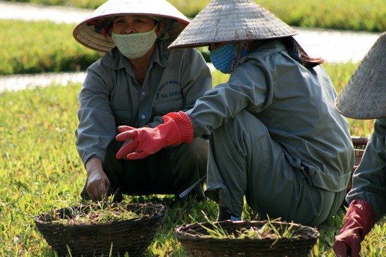 Lawn maintenance in front of Ho Chi Minh Mausoleum in Hanoi