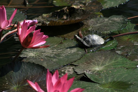 Turtle and lotus flowers at the Temple of Literature. Hanoi.